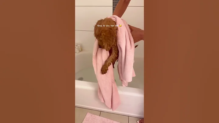 puppy’s first bath in the tub 😬🩷 #puppy #shorts