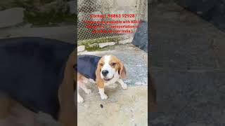 beagal dog available malayalamshort tamilshorts hindishorts shortvideo kannadashorts petlover