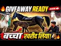 आज बच्चा Finle Kar Diya 🔥🐴 || Pehelwan horse farm || #horse