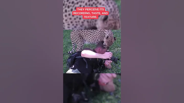 The Cheetah's Surprise Move! Photographer's Wild Encounter With A Curious Cheetah!