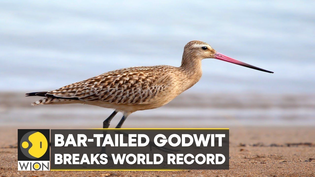 WION Climate Tracker: Bar-tailed Godwit breaks world record, flies from Alaska to Tasmania