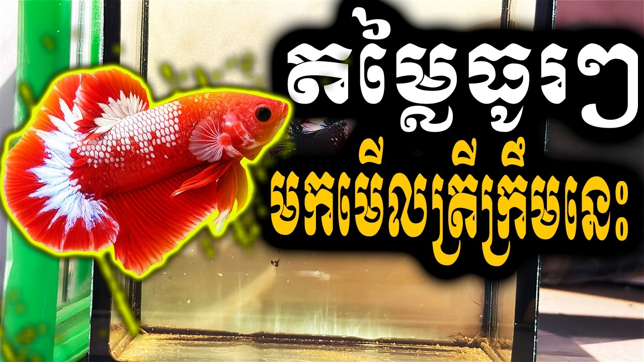 ចង់បានតម្លៃធូរៗ មកមើលត្រីក្រឹមនេះ.Best Price with Beautiful Betta Fish