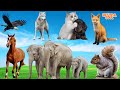 Lovely animal sounds eagle wolf cat dog fox horse elephant squirrel  animal moments