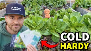 : 6 Indestructible LEAFY GREENS That LOVE Cold Weather!