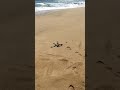 Releasing babys turtles  🐢 in the Ocean 🌊!