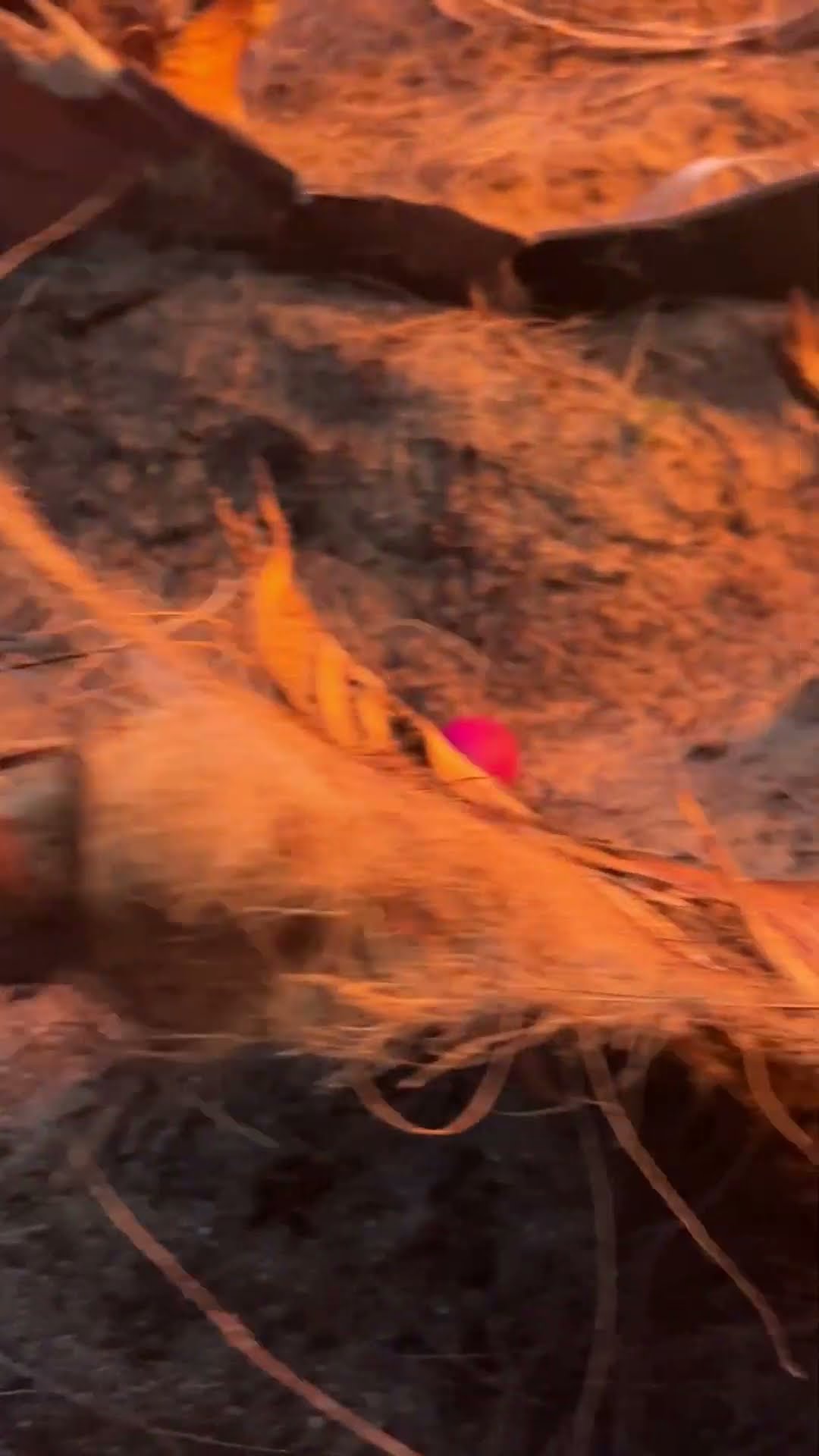 #easteregg roll
