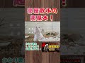 この４つは絶対守ってね！#ハムスター #hamster #かわいい #飼い方#部屋散歩#部屋んぽ#へやんぽ