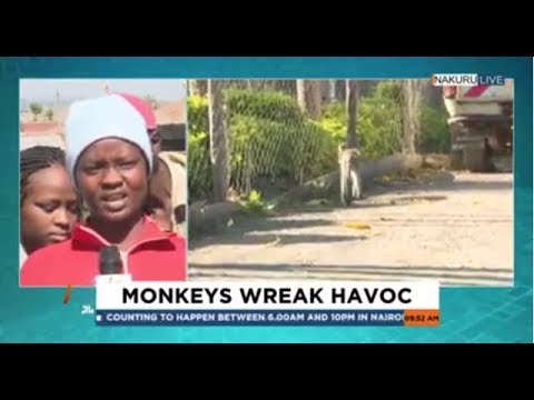 k24 kenya nairobi diaries Monkeys Wreak Havoc in Lake View Estate in Nakuru | K24 DailyBrief