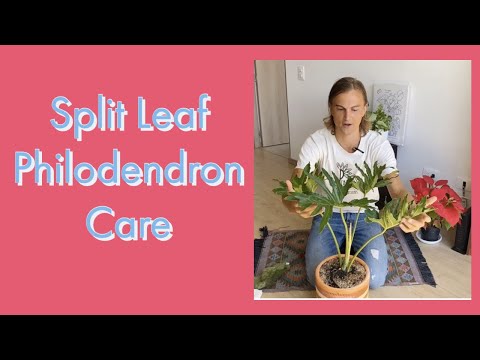 Video: Philodendron Bipennifolium Thông tin: Mẹo Chăm sóc Fiddleleaf Philodendrons