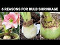 What to Do if Your Amaryllis is Getting Smaller/Shrinking in Size? (Turn on CC)