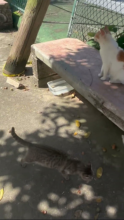 A Cat Park in Old San Juan! #cats #travel #sanjuan #puertorico #feralcats #catlovers
