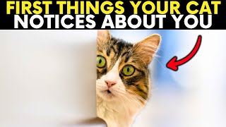 First 9 Things Your Cat Instantly Notices When You Get Home