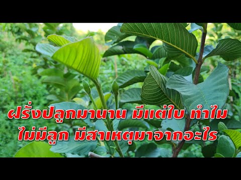 วีดีโอ: ทำไมต้นฝรั่งถึงไม่ติดผล: วิธีทำให้ต้นฝรั่งติดผล