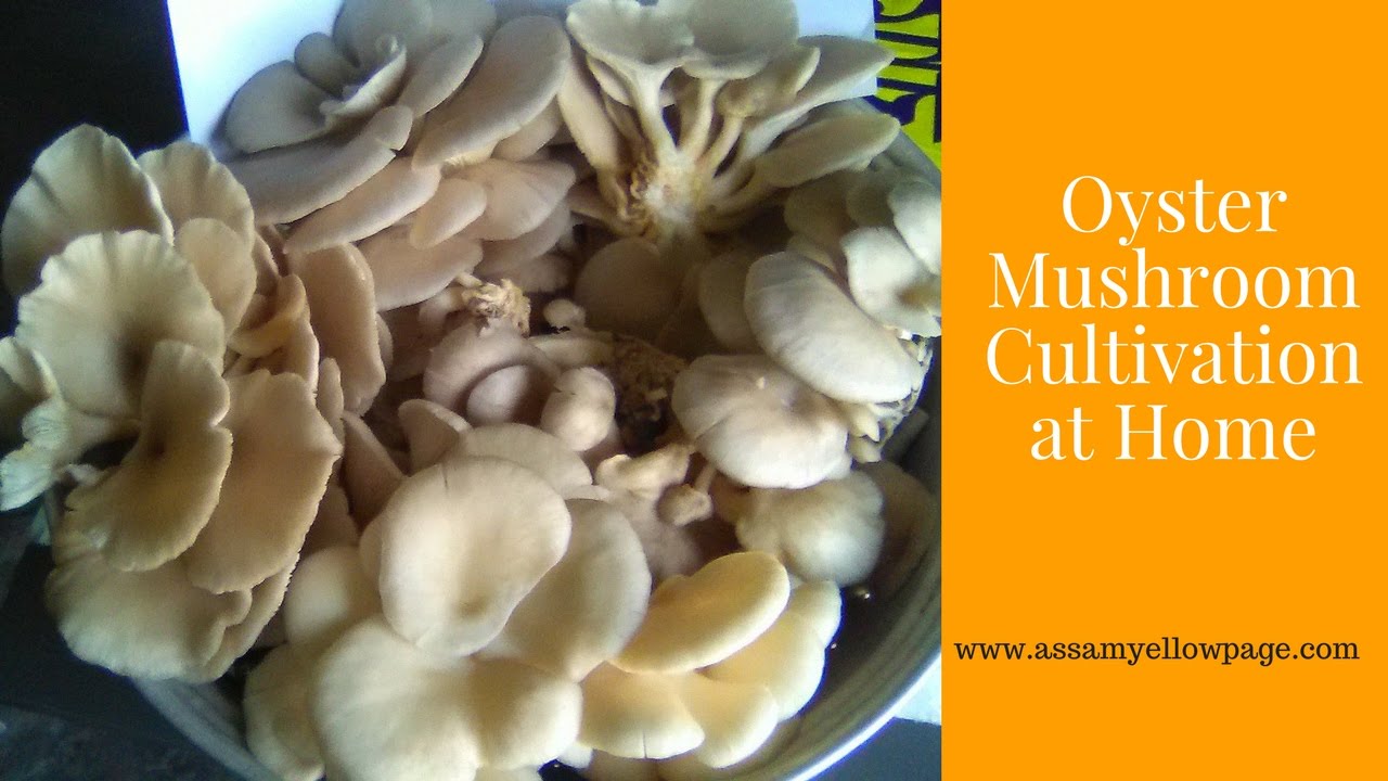 How to Grow Oyster Mushroom at Home Easily YouTube