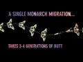 Monarch migration  invisible worlds  atlas obscura