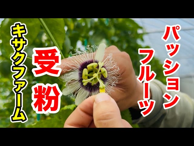 Passion fruit] Passion fruit pollination work at Kisaku Farm