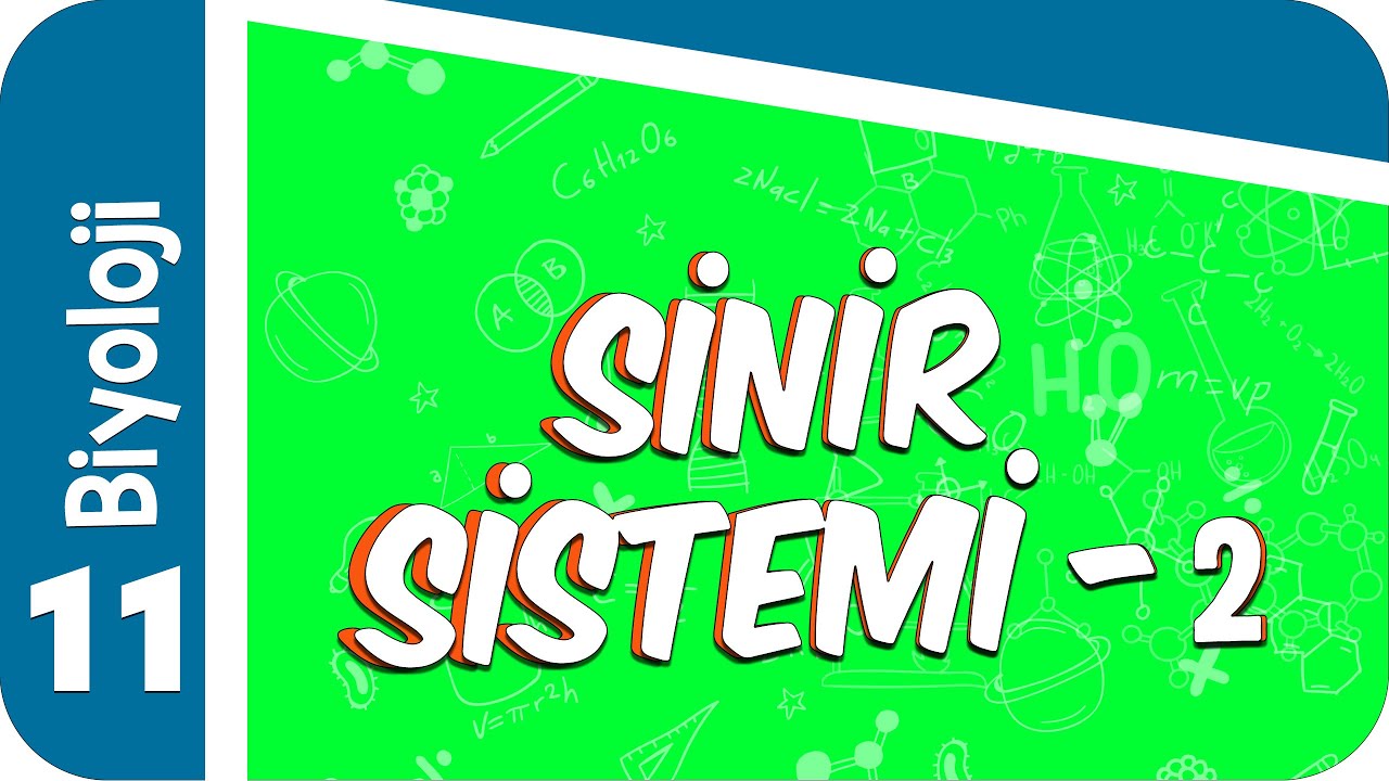 11. Sınıf Biyoloji: Sinir Sistemi -2  #2022