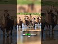 Camels: Origin Story! From Canada to the Sahara #shorts