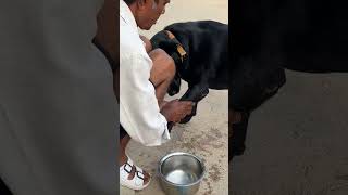 My cutee dog || jeky || #viralvideo #comedylovervlog #newvlog #funny #short video#shorts #short