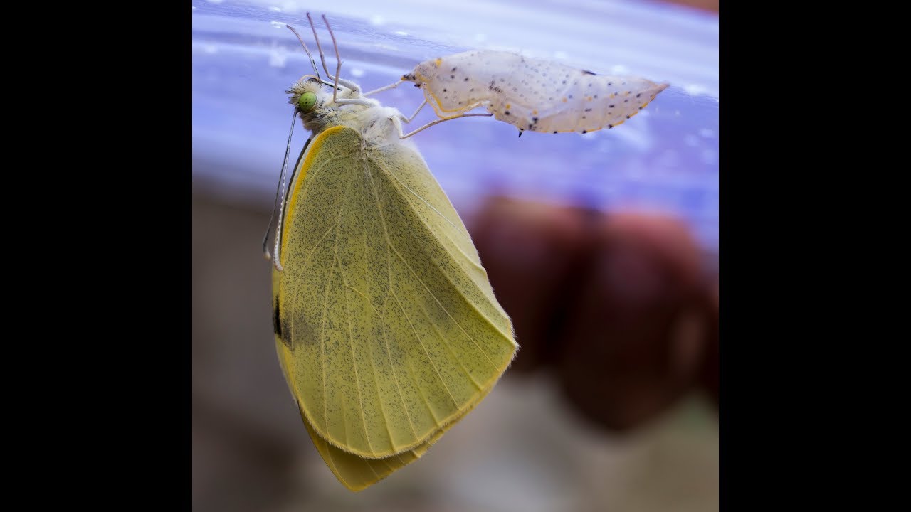 Butterfly Emerging From Chrysalis Pupa Large Cabbage White YouTube