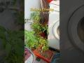 Day7/30 Kalisi chesina pani lo happiness untundi ❤️ #positivewomen96 #BalconyCleaning #DailyVlog
