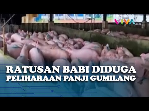 Video: Mengapa babi mempunyai pial?