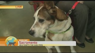 Empty the Shelters