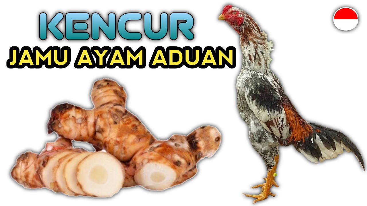 manfaat kencur untuk ayam Bangkok || sangat luar biasa‼️