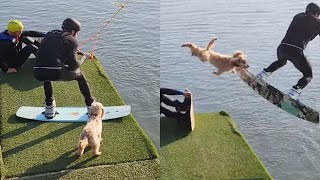 Wakeboarding Fail Sends Dog Flying Into Lake