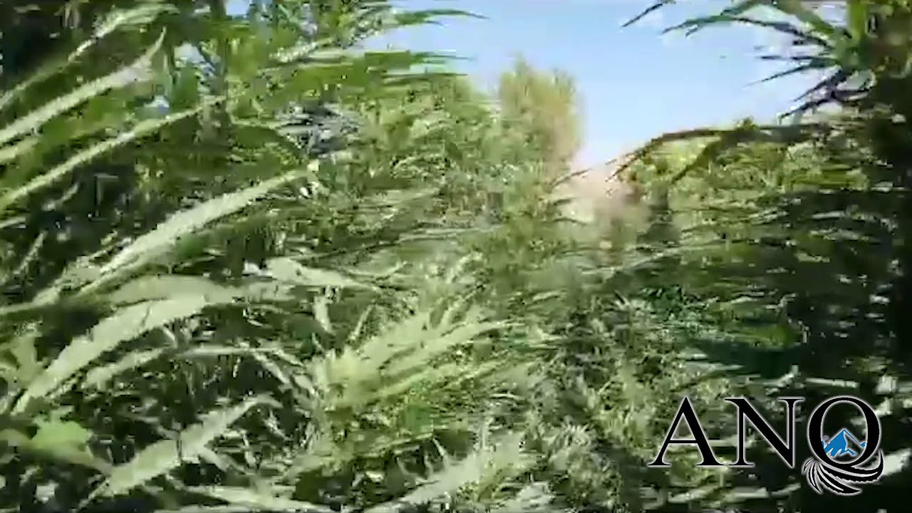 ANO CBD | Colorado Hemp Field Walkthrough