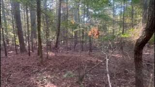 Something is in the woods! (Read description)