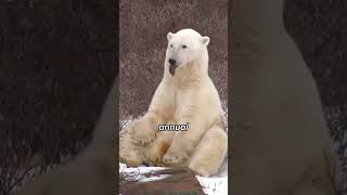 WHY do Polar Bears go to Jail? #shorts