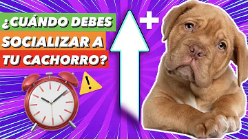 ¿A qué edad se puede empezar a manipular cachorros?