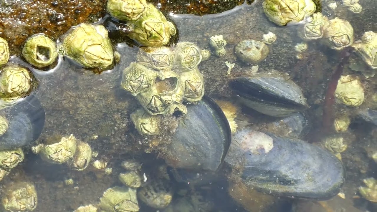 Tide Pool In Gabriola Youtube