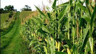 Separator Ziarna Kukurydza Ism 5