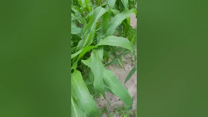 Lassoing the Corn