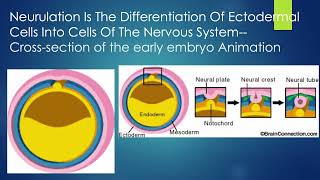 AP Therapy Ed SLP online office hrs content review template 20224