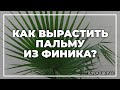 Как вырастить пальму из финика? | toNature.Info