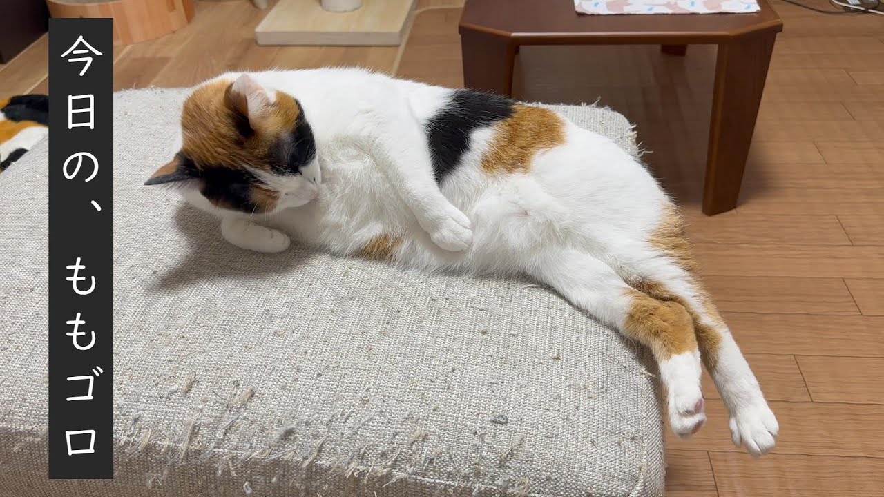 三毛猫です 毛づくろい中の猫【三毛猫】 - YouTube