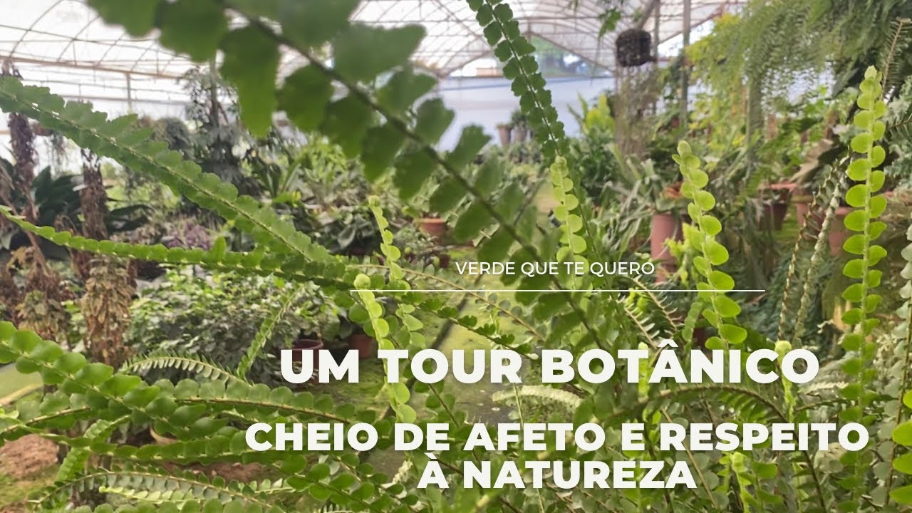 VISITA AO SITIO ACOSTA EM HOLAMBRA, PRODUTOR DE FOLHAGENS COLORIDAS PRA SOMBRA. MUITAS RARIDADES