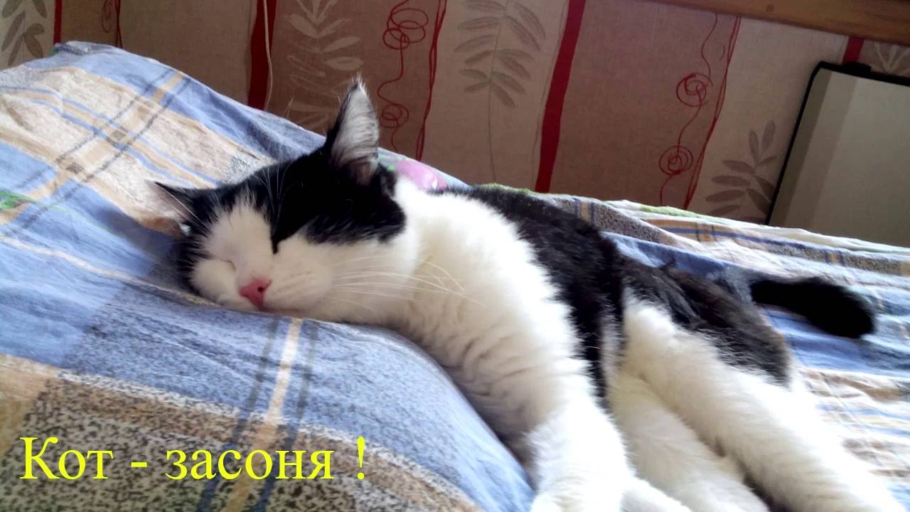 Вставай засоня картинки прикольные