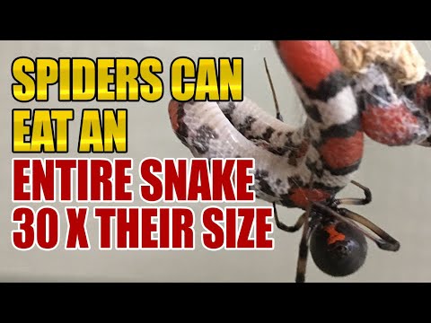 australian snake eating spider