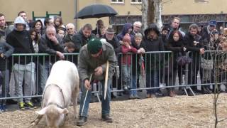 Trüffelschule  Trüffelschwein im Einsatz