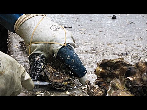 The Skilled Craft of Professional Oyster Shucking