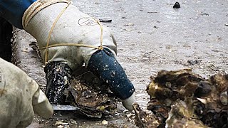 The Skilled Craft of Professional Oyster Shucking