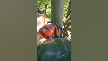 Beech Tree Removal with Crane