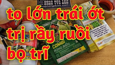 thuốc lớn đẹp trái ớt phòng trị rầy ruồi vàng bọ trĩ. Hoàng Dương 52