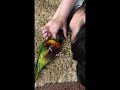 نازي خانم ما وقتي حس امنيت و عشق از ما ميگيره Birds Parrot ظ Cute ظ Safe Beautiful