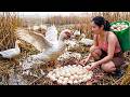 🔴 LIVESTREAM: Harvesting Wild Duck Eggs in the Swamp for Market | 365 Days Wilderness Survival