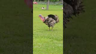 Male Turkey Call